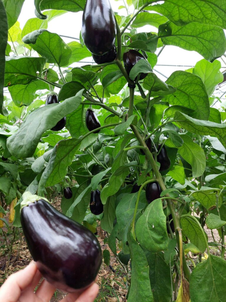 aubergine