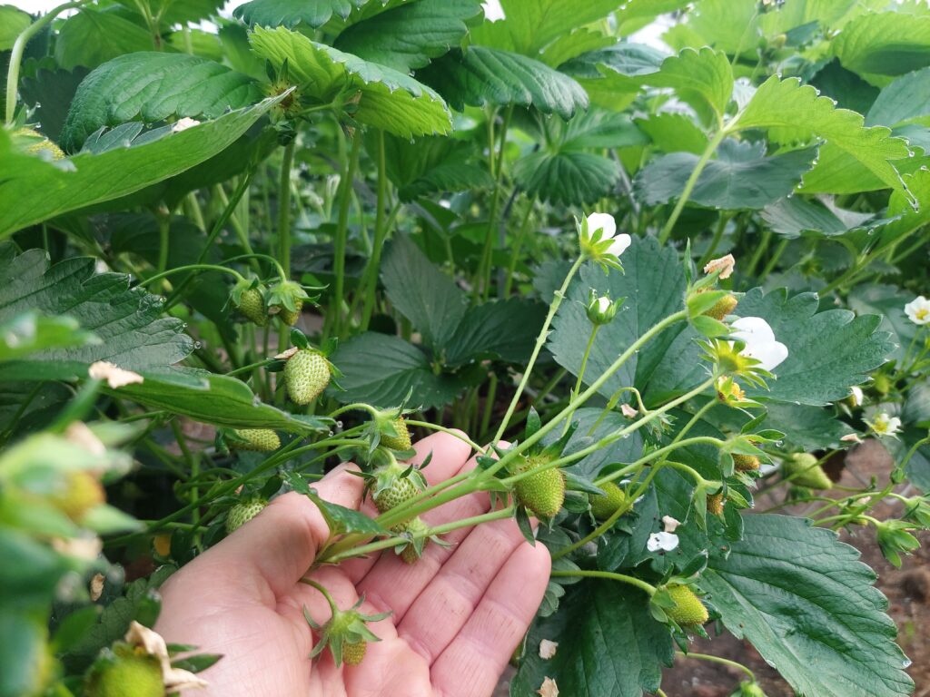 fraisiers MANON