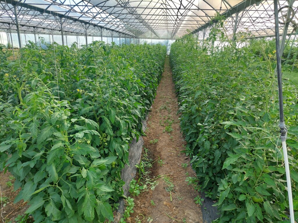 tomate pour production de fin d'été / automne