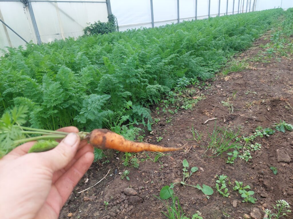 carotte primeur en serre