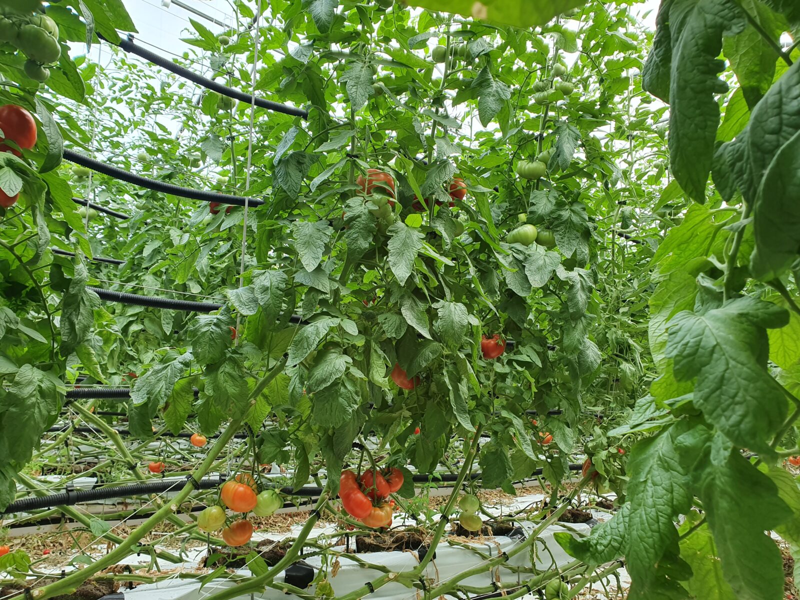 tomate précoce en serre chauffée