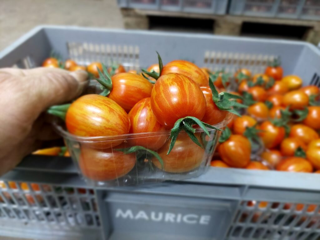 tomate cocktail allongée tigrée