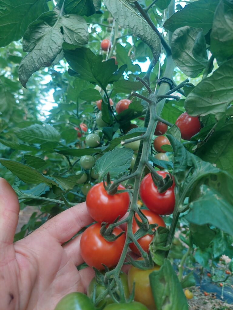 tomate cocktail