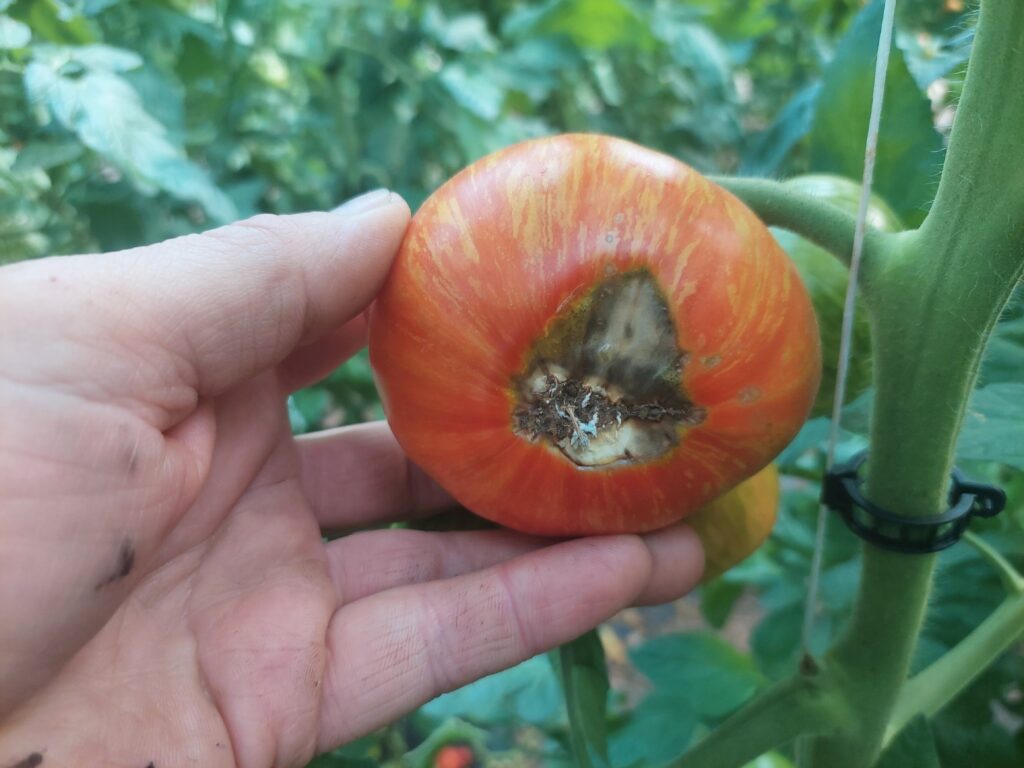 nécrose apicale sur tomate