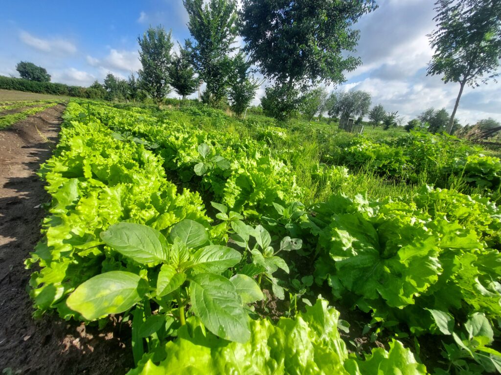 salade agroforestière