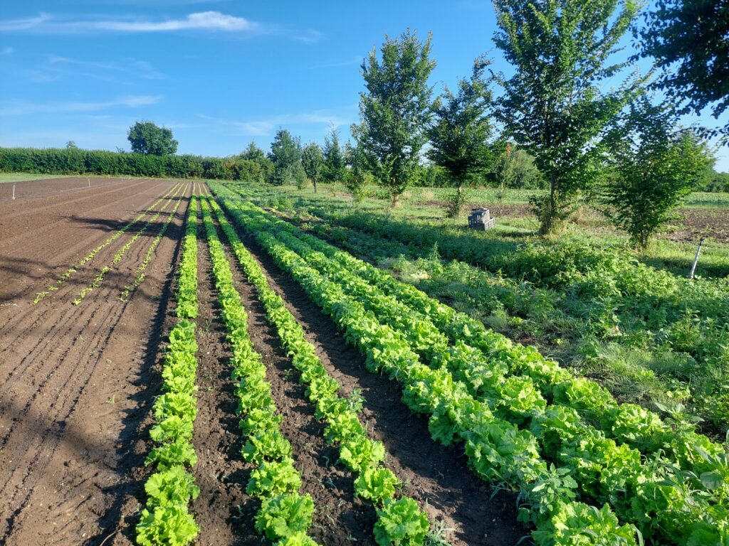 Laitues plein champ 2024 en agroforesterie