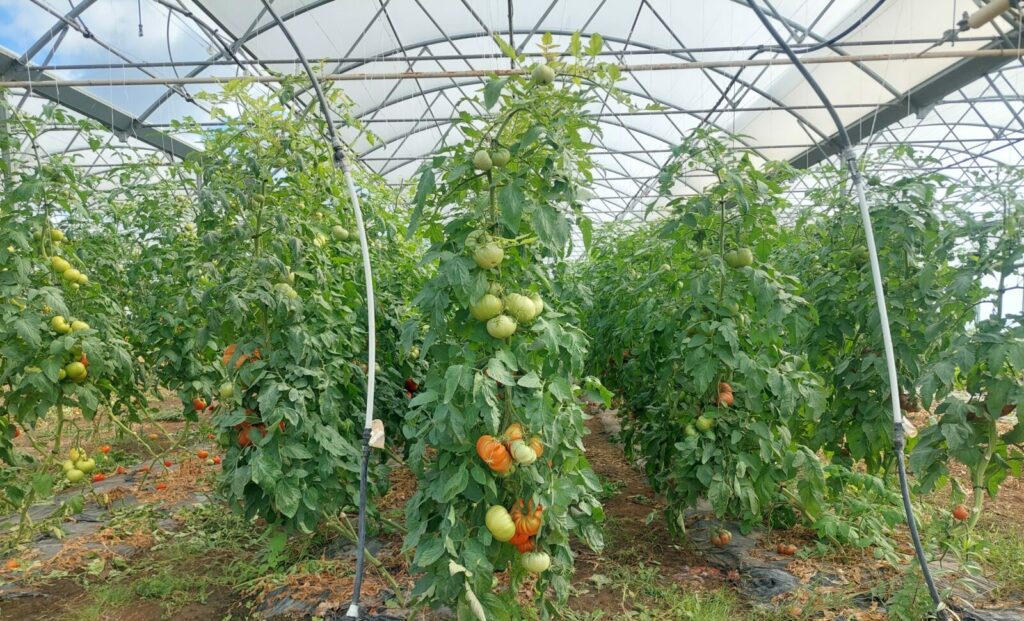 tomate d'été / automne