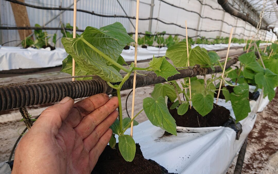 concombre ,à la plantation en février