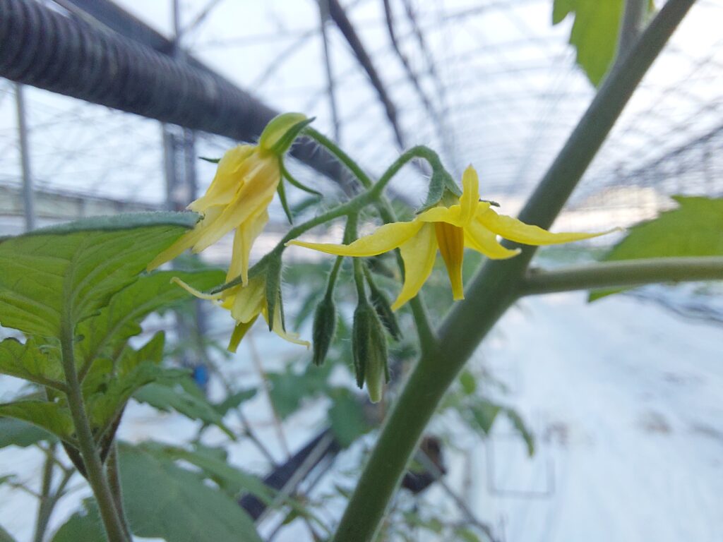 tomate en fleur