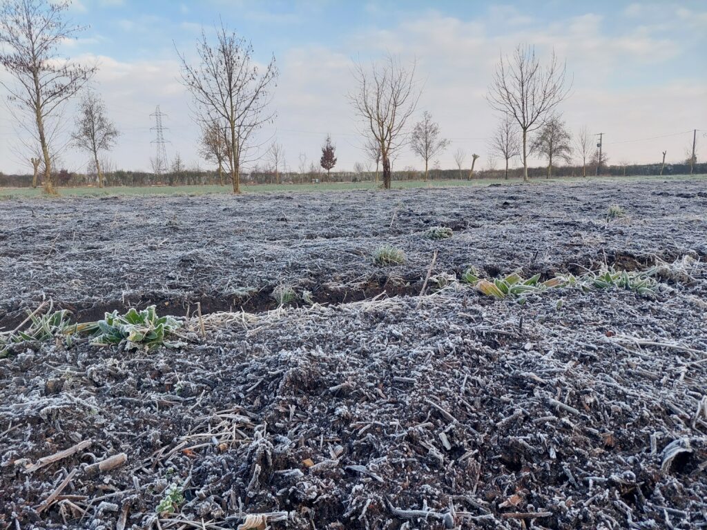 agroforesterie en hiver